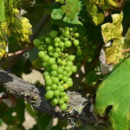 Podere Delle Rose Agriturismo Πανσιόν